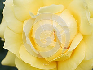 Wet yellow rose