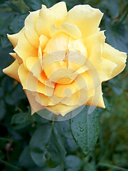 Wet yellow rose