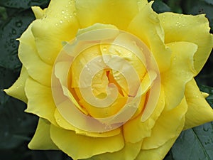 Wet yellow rose