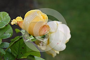 A wet yellow rose  with leaves, autumn time
