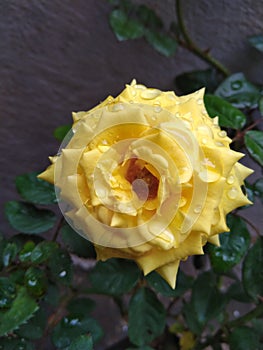 Wet yellow rose looks beautiful and romantic