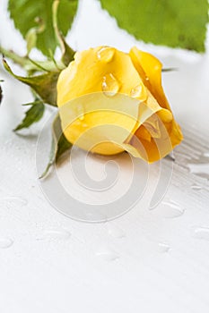 Wet yellow rose