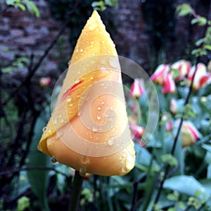Wet yellow tulip close up