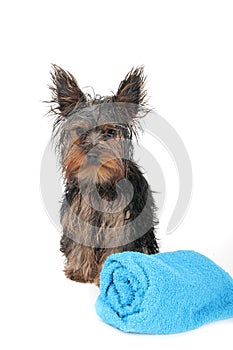 Wet Yorkshire Terrier
