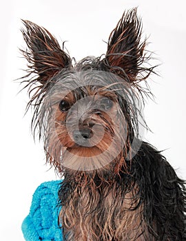 Wet Yorkshire terrier