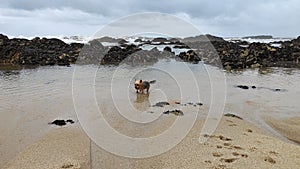 Wet Yorkshire Terrier dog, paddling in rock pools on the beach.