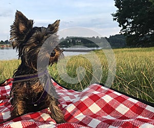 Wet yorkshire terrier puppy on the blanket at a lake