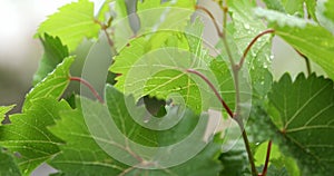 Wet young, green, wine grape leaves in vineyard, with water drops after rain.