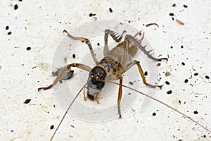 Weta 01
