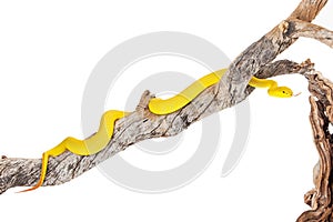 Wetar Island Tree Viper Climbing Branch