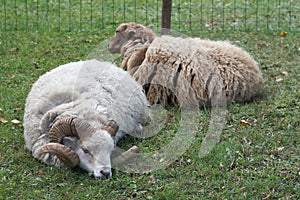 The wether and sheep