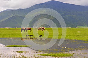 Wetland photo