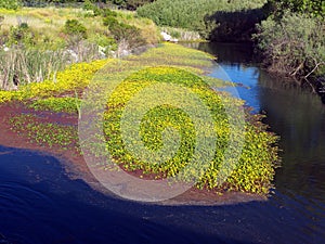 Wetland photo