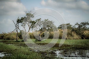 Wetland amazing green nature, beautiful swamp forest, peaceful and romantic river trip