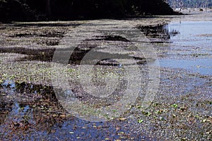 Wetland. Aquatic vegetation. Plants that prefer to grow in a wet environment