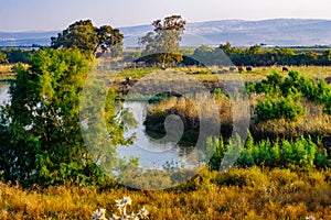 Wetland with Asian Water Buffalos, in En Afek nature reserve