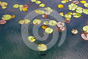 Wetland, background. Water-lily  leaves  Nuphar lutea  and school of fish.  Montenegro, lake Skadar