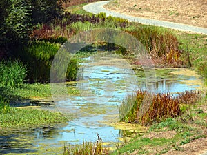 Wetland in the Bay Area photo