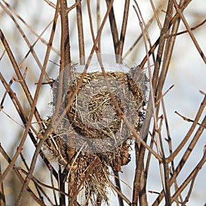 Wetland bird nest covered in snow