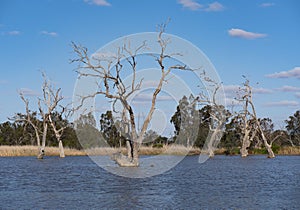 Wetland bird wildlife habitat at Warren New South Wales Australia