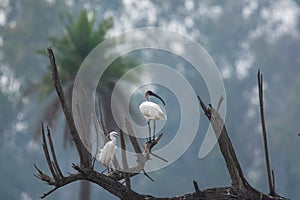 Wetland birds Intermediate Egret and Oriental White Ibis perching on the Tree Branch