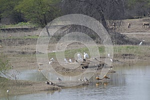 Wetland Birds Spot-billed Ducks and Ruddy Shelducks