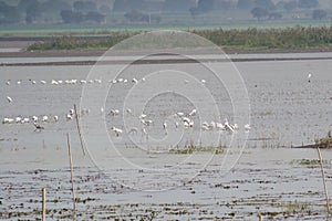 Wetland Birds and Waders in a Lake