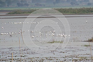 Wetland Birds and Waders in a Lake photo