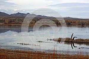 Wetland in Bosque del Apache