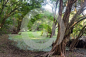 Wetland in Calakmul Biosphere