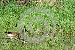 Wetland with Canada Geese