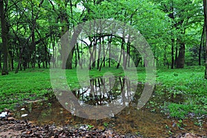 Wetland-Cinnamomum camphora