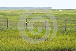 Wetland Conservation in Virginia