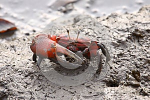 Wetland Crab - Uca arcuata