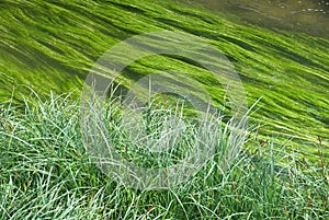 Wetland with Creek and Grass