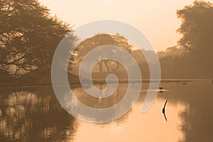 Wetland at dawn photo