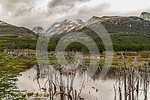 Wetland with dead trees at Martial Mountains, Ushuaia, Argentina