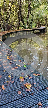 Wetland flood plain with raised walkway in nature reserve