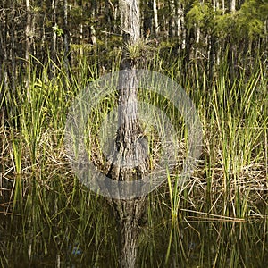 Wetland in Florida Everglades.