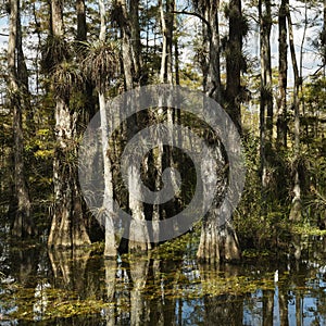 Wetland in Florida Everglades.