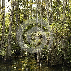 Wetland in Florida Everglades.