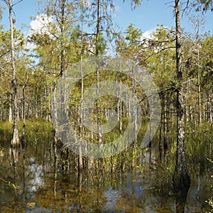 Wetland in Florida Everglades.