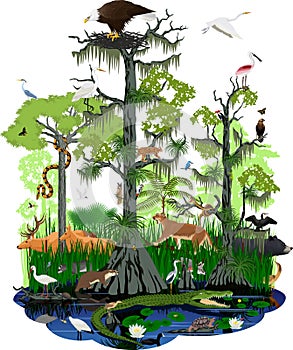 Wetland or Florida Everglades landscape with different wetland animals