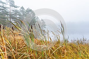 Wetland in fog with Bulrush