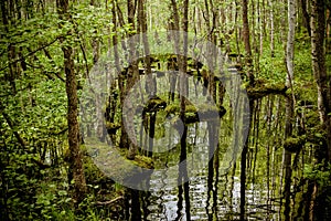 Wetland forest with green carpets of moss.wetland swamp lake reflecting trees. forest with fallen trees. environmental