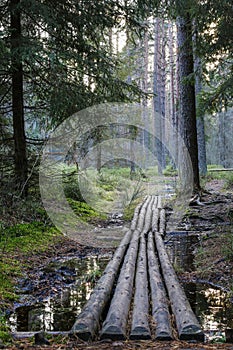 Wetland forest with green carpets of moss. Wooden bridge over the swamp