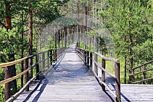 Wetland forest with green carpets of moss. Wooden bridge over the swamp