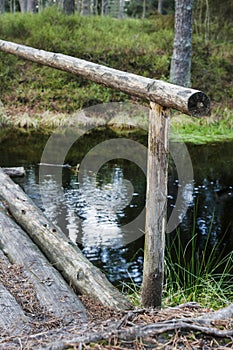 Wetland forest with green carpets of moss. Wooden bridge over the swamp photo