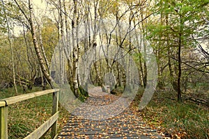 Wetland forest on Isle of Man