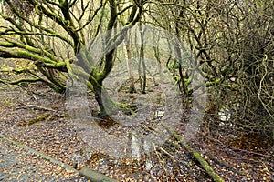 Wetland forest on Isle of Man